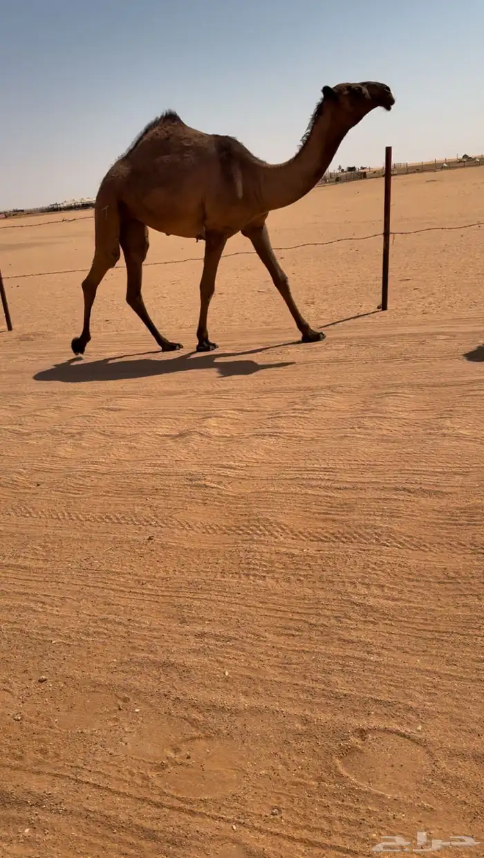 بكررره صفراء كفووو 3