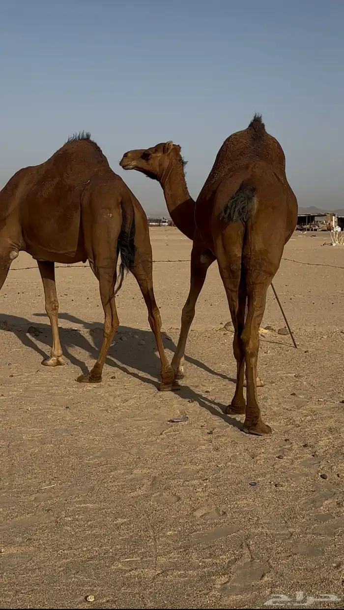 بكار سواحل لقحات حمر خوات بعض 4
