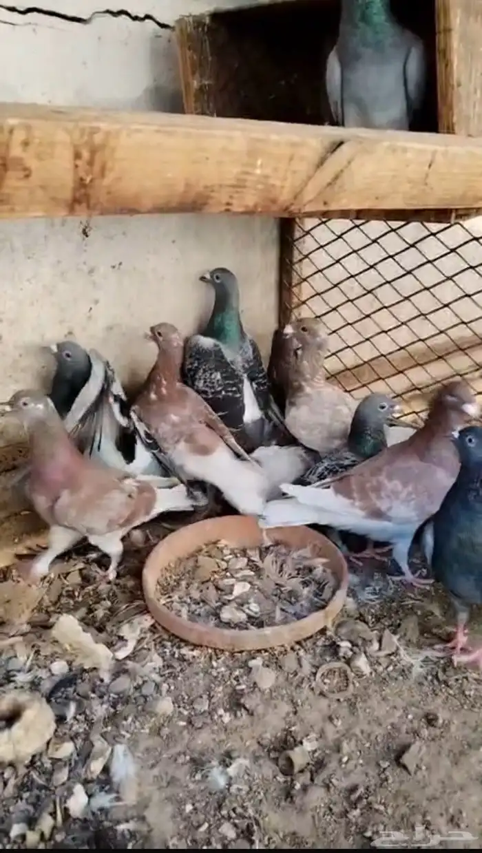 جوال وحمام 2