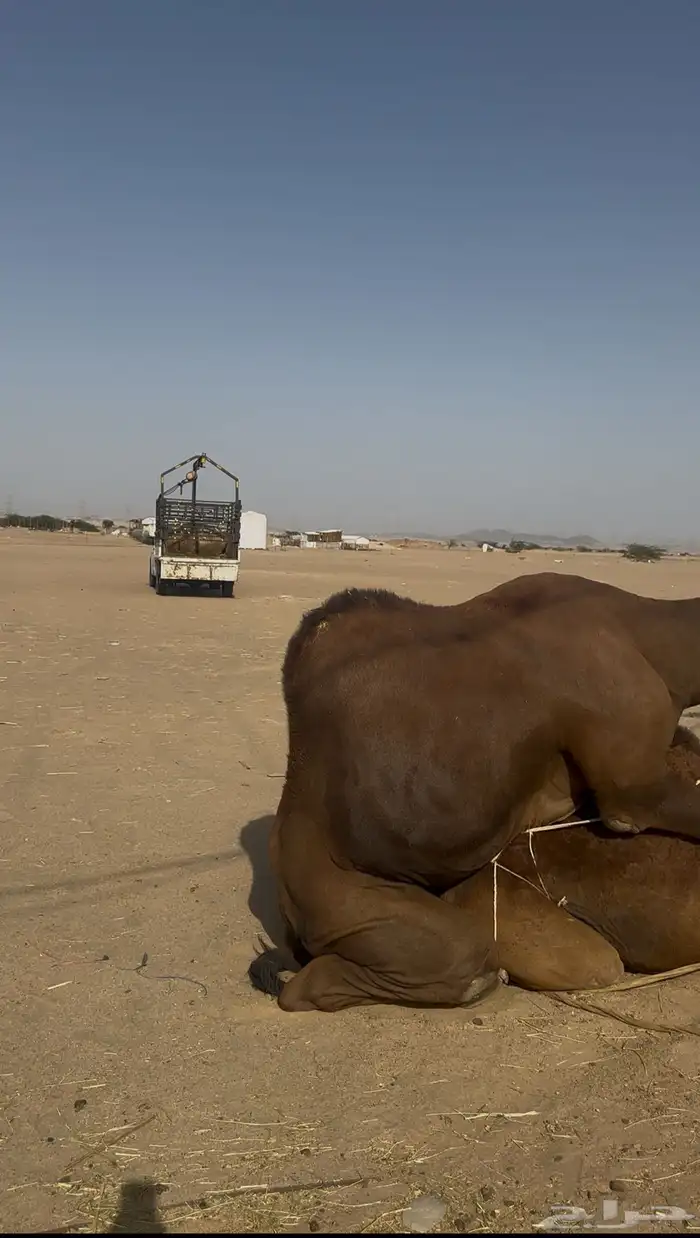 بعير ساحلي حمر ادهم رباع 2