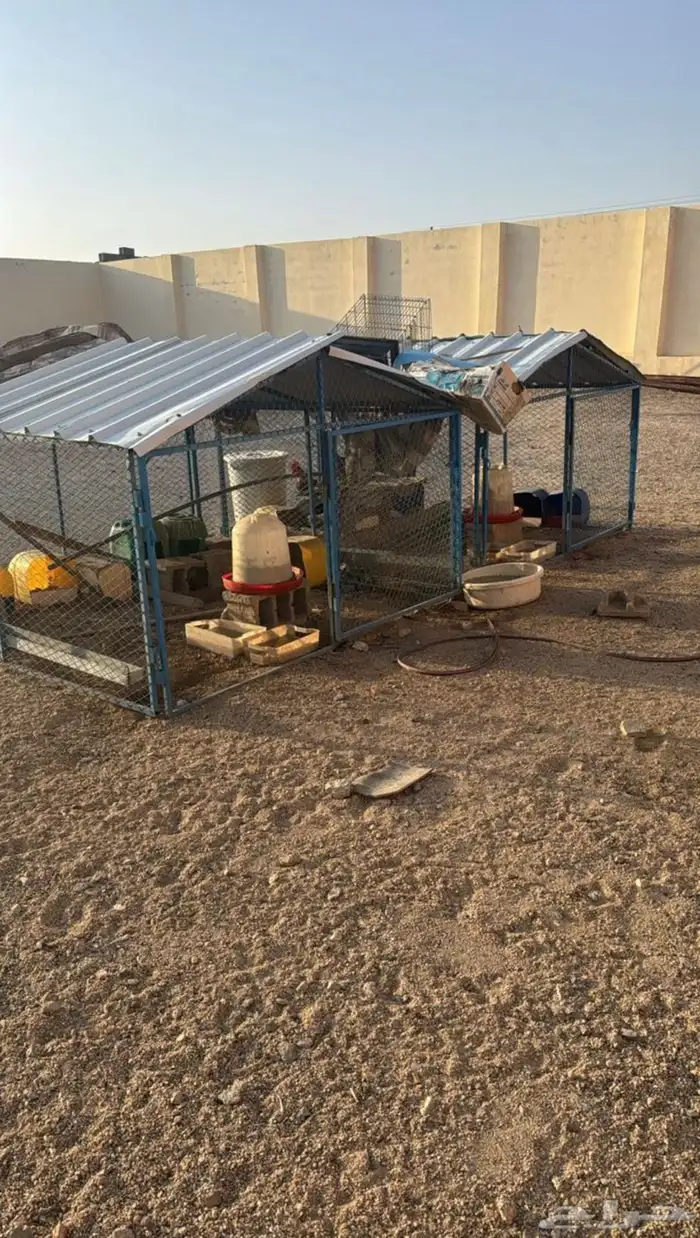 شبوك حمام و دجاج اثنين في ثلاثة 0