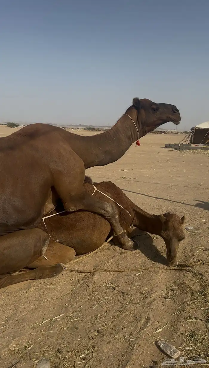 بعير ساحلي حمر ادهم رباع 1