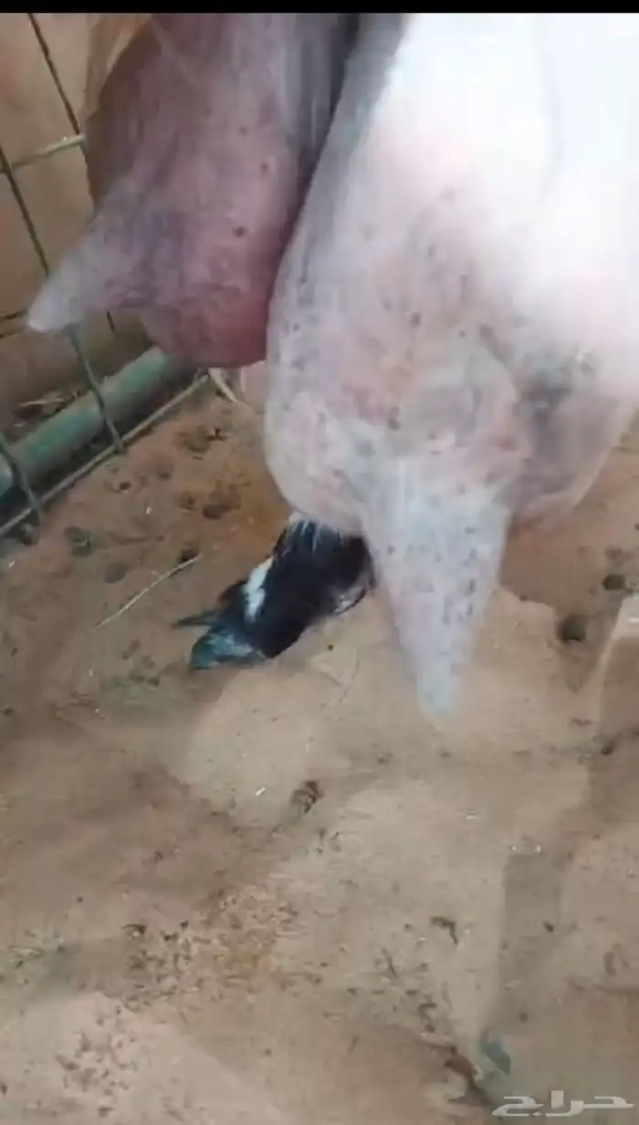 عنز مشروكة حليب وافر مره شرط و جايبه 3 5