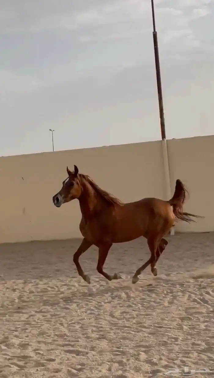 فرس للقاح بنت بطل عالمي 1