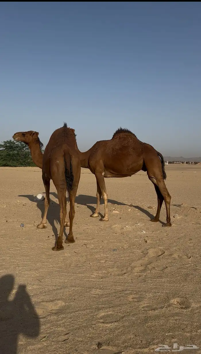بكار سواحل لقحات حمر خوات بعض 8