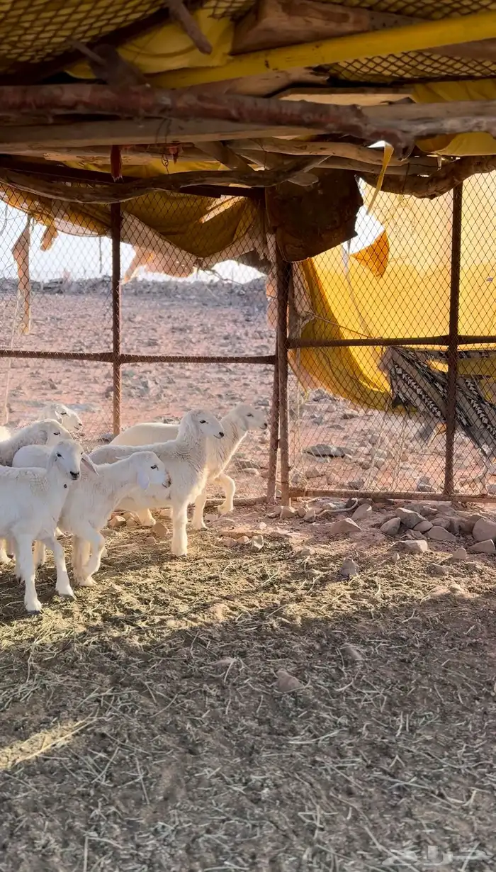 طليان 1