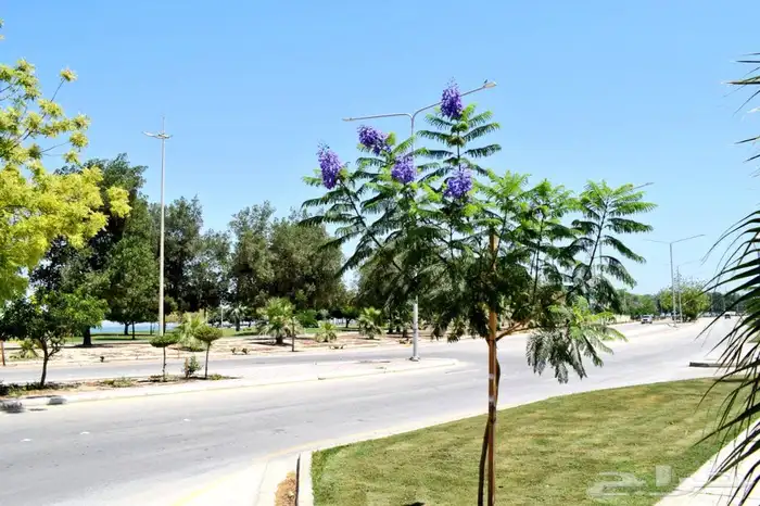 شجرة الجاكراند 5