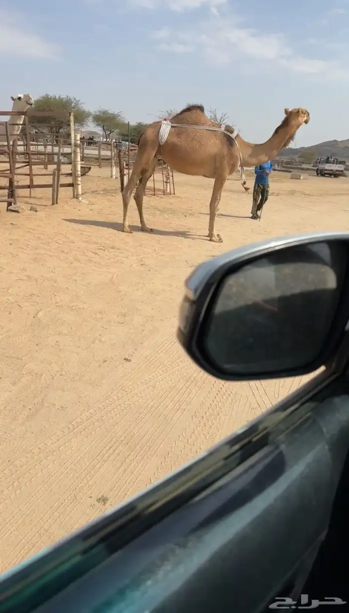 ضروبه حمراء 1
