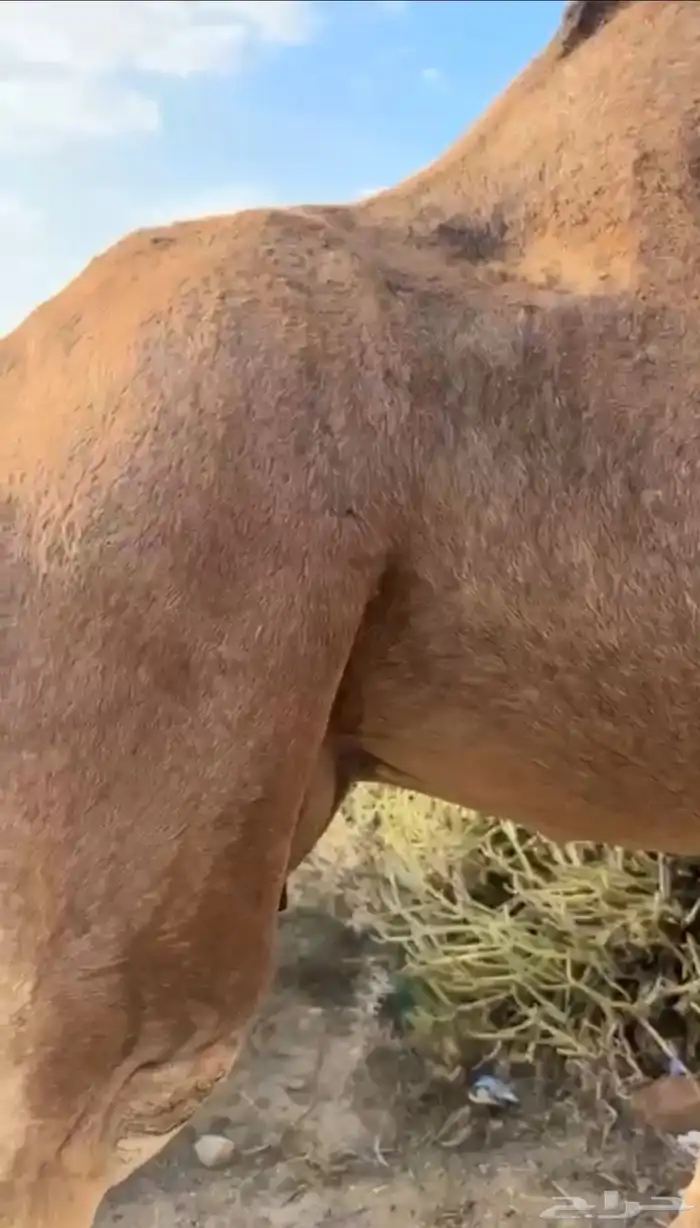 للبيع ناقه ساحليه لقحه 1