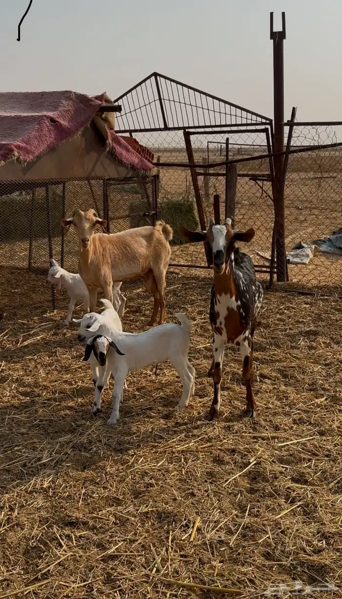 معزا ولد 1
