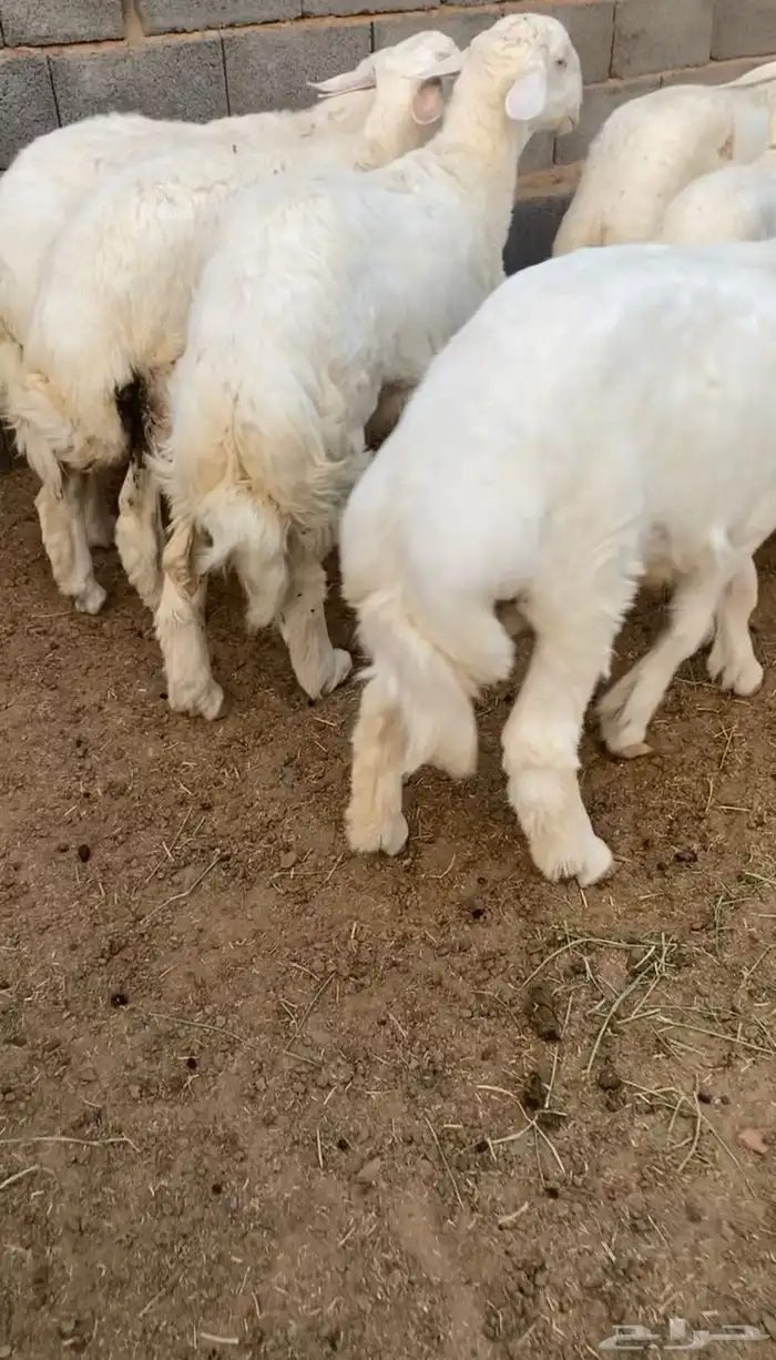 طليان ذبايح جبر وطيب حري 11
