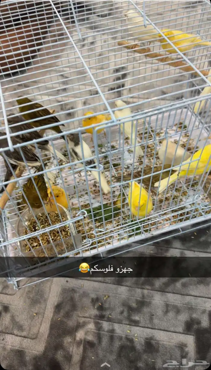 فحول كناريه تغريد 0