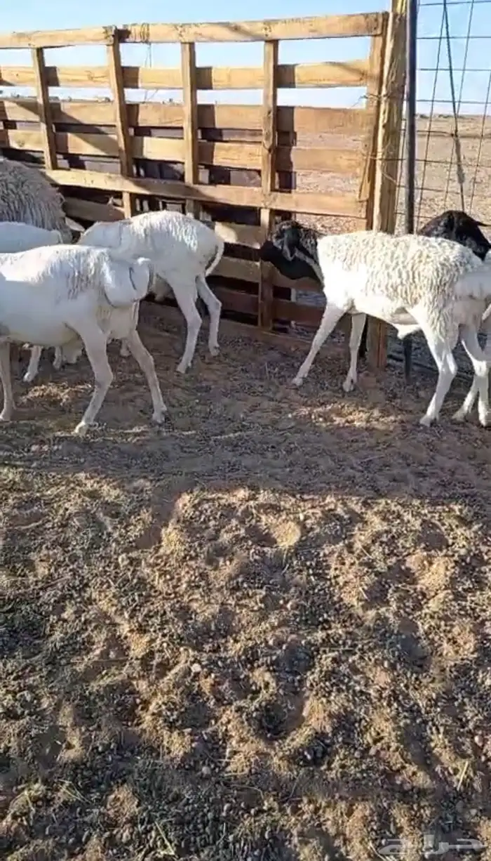 جذعان برابر 2