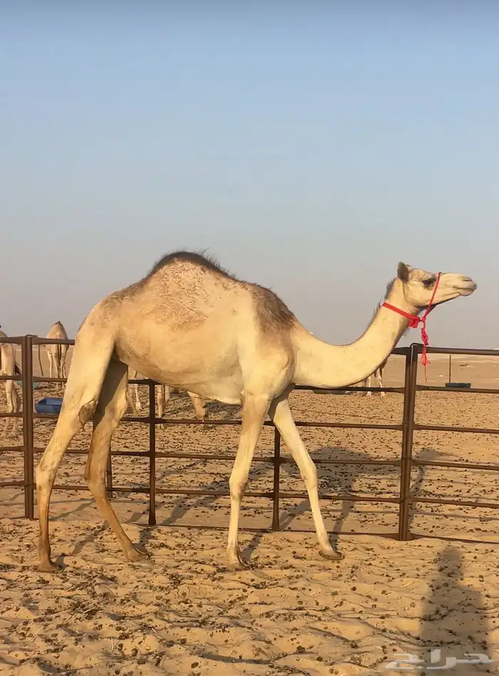 هجن جذعه طيبه بنت سوداني الجبران 0