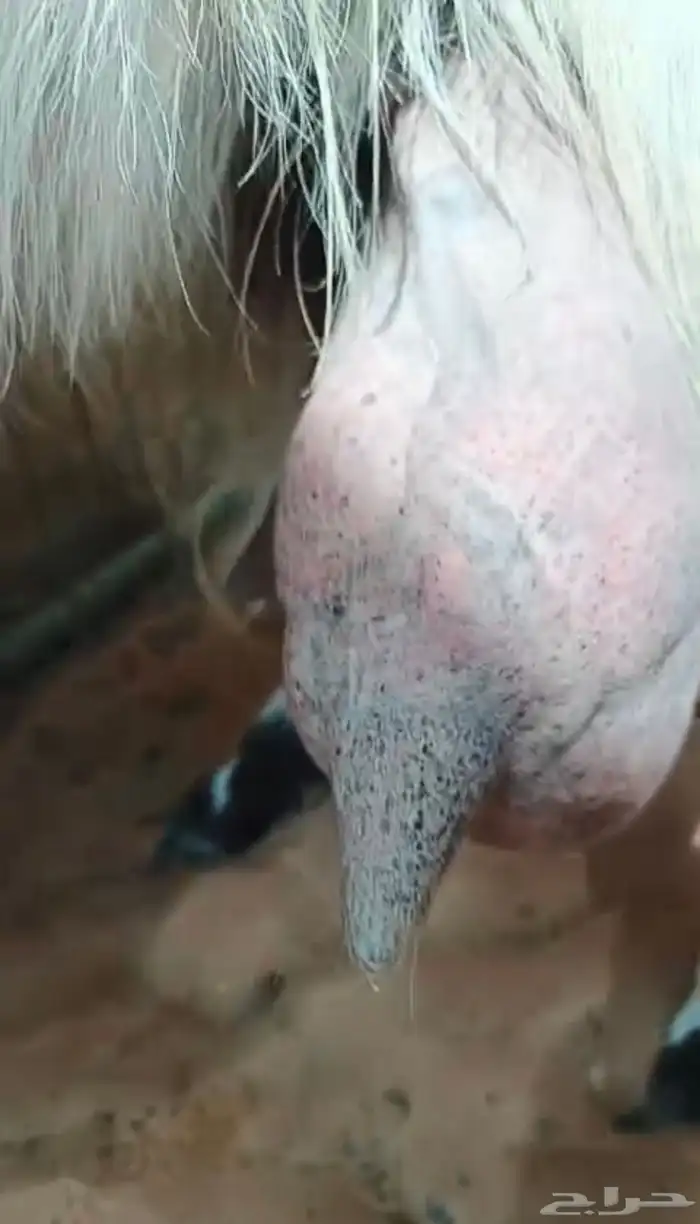 عنز مشروكة حليب وافر مره شرط و جايبه 3 4