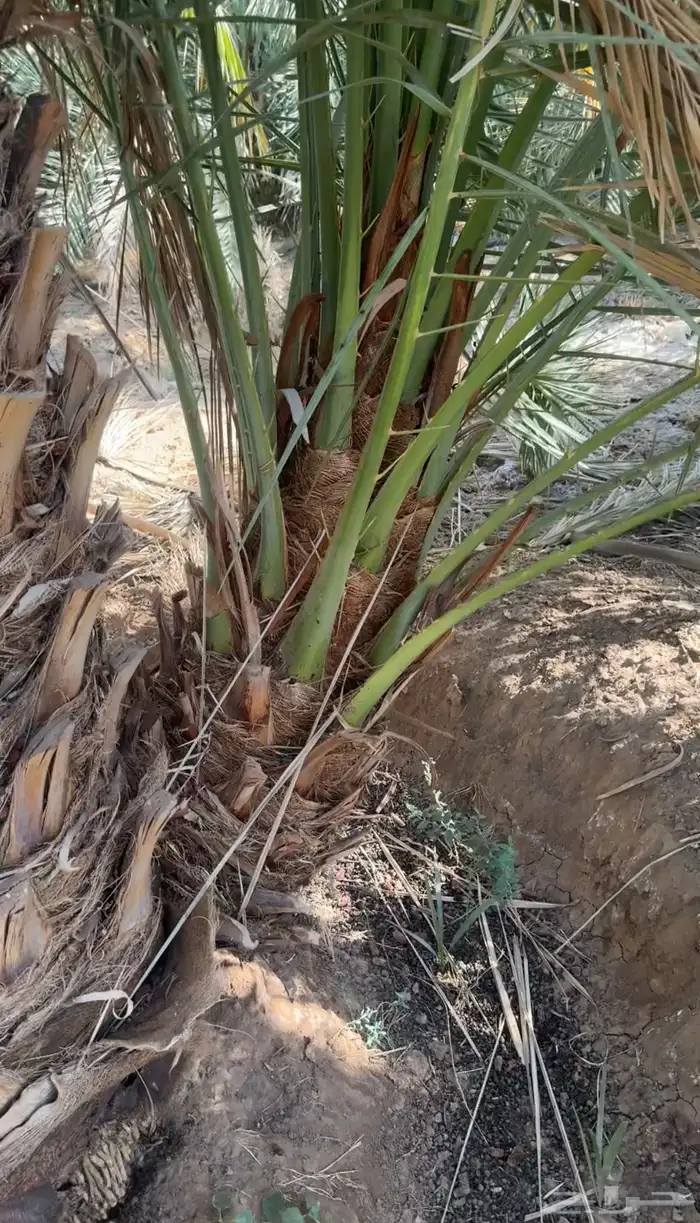 نخل مثمر للبيع عجوه مجدول برني صقعي 7