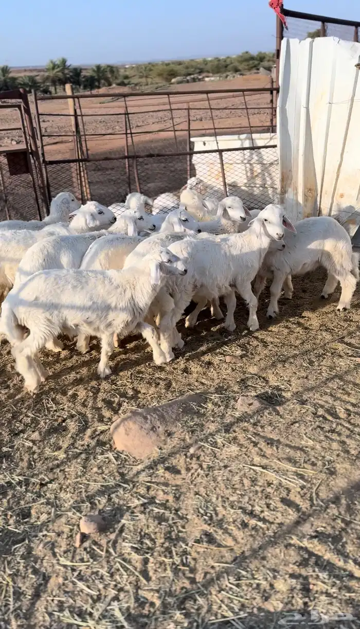طليان 0