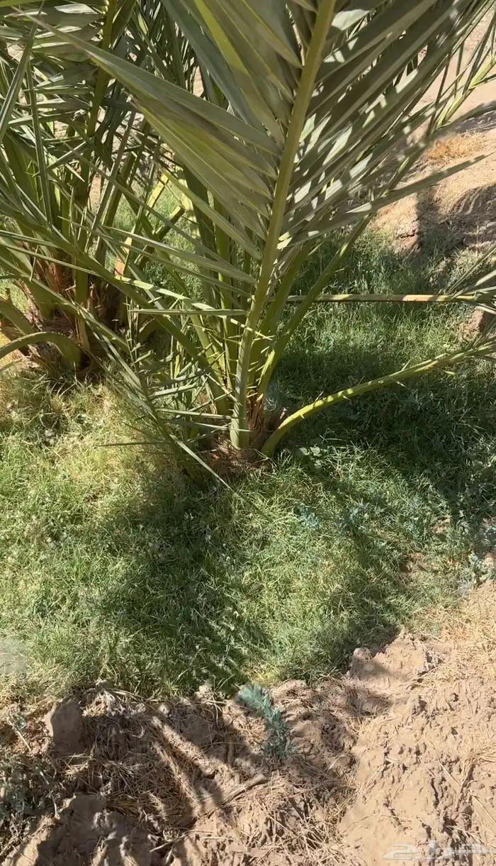 نخل مثمر للبيع عجوه مجدول برني صقعي 4