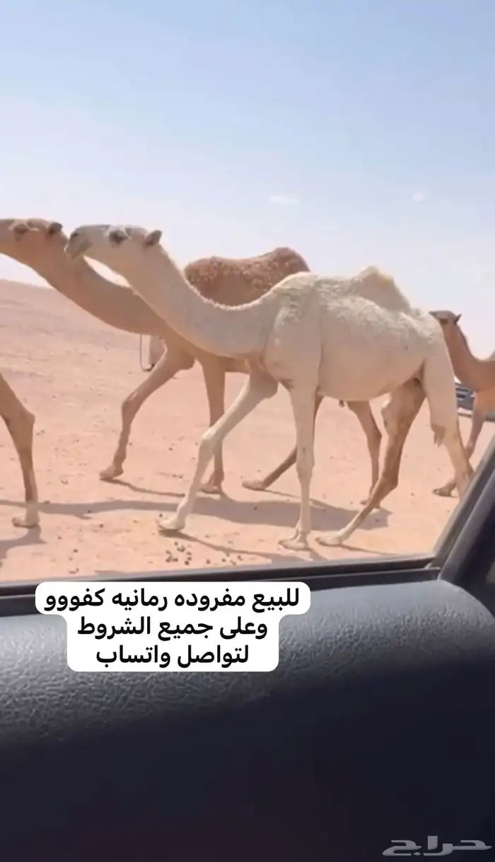 للبيع النياق الضرايب والقحات طيبه 3