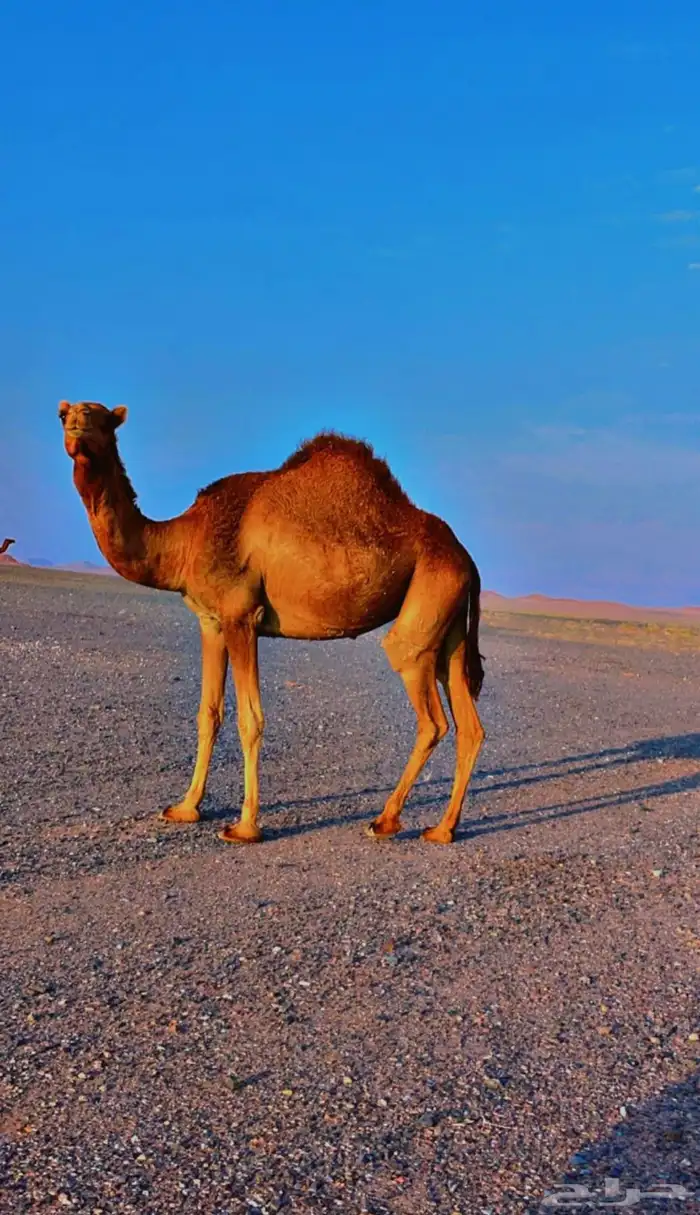 ااا 0