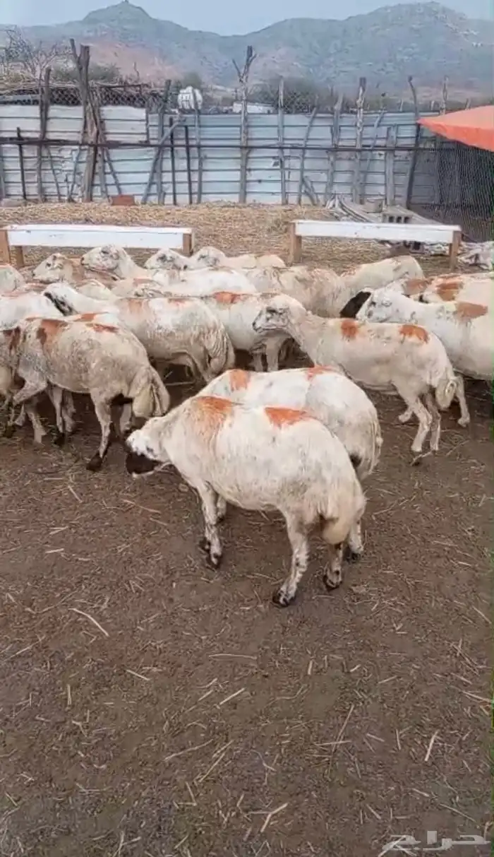 ضان للبيع 1