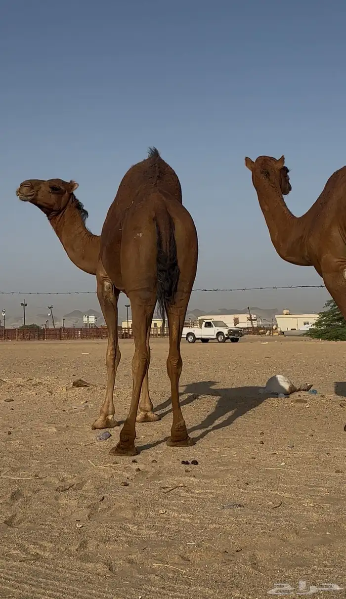 بكار سواحل لقحات حمر خوات بعض 3