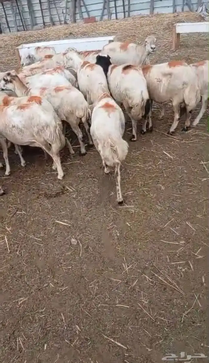 ضان للبيع 3