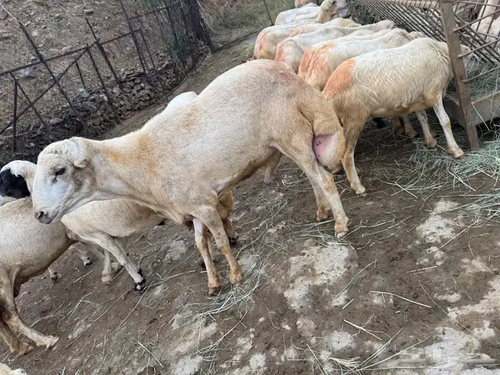 خروف السن ثني 0