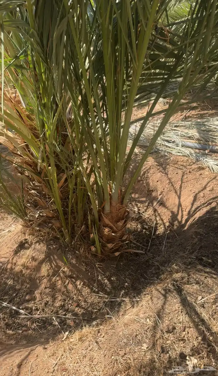 نخل مثمر للبيع عجوه مجدول برني صقعي 5
