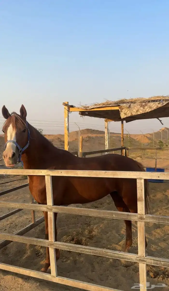 حصان عربي 2