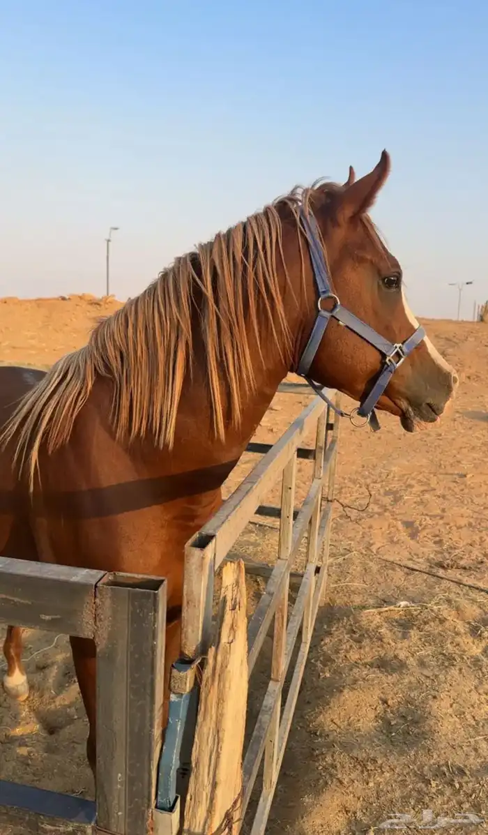 حصان عربي 1