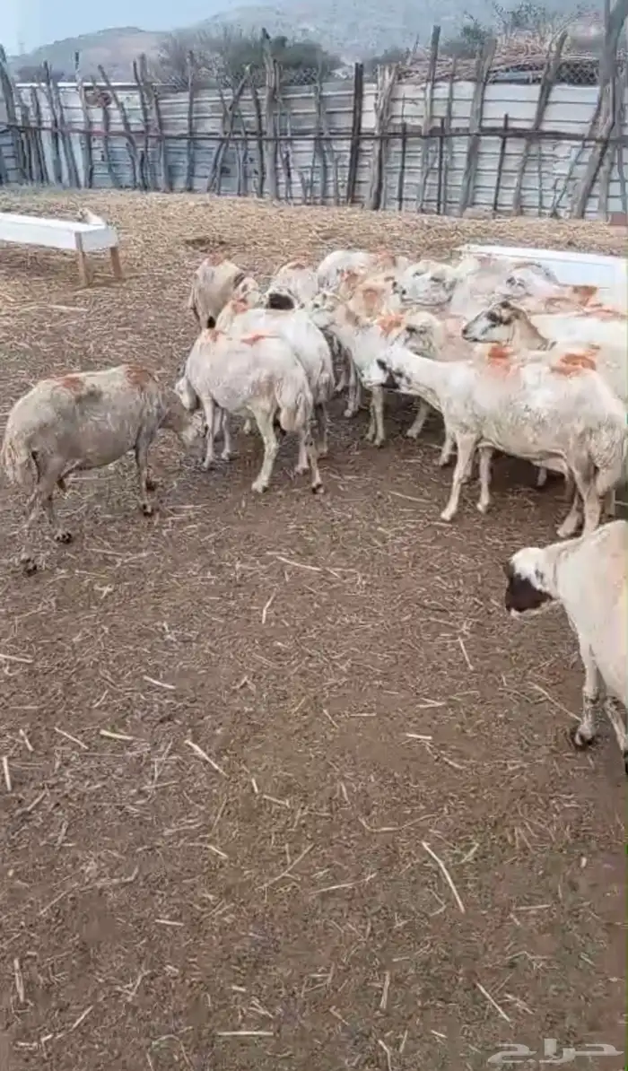 ضان للبيع 2