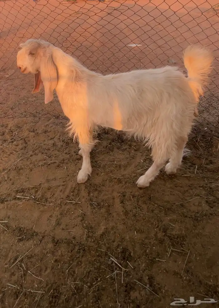 تيس مشروع فحل 1