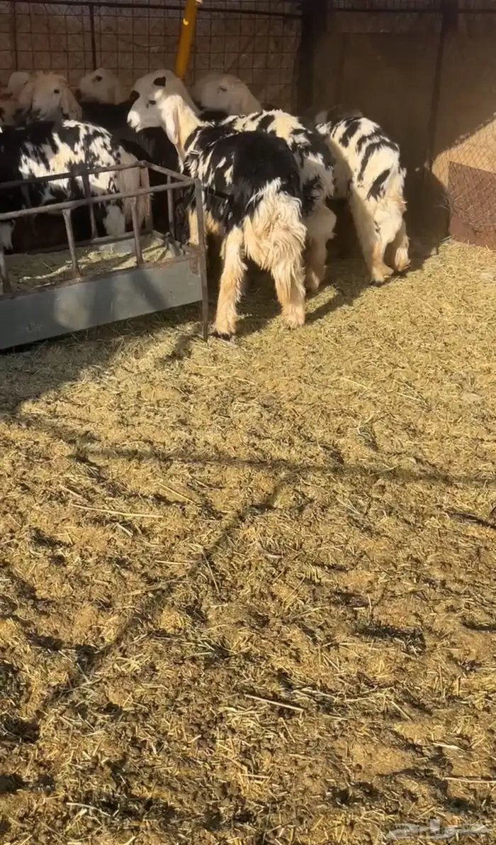 بهم طيب عمره 8 اشهر والبهم طيب ومرح نضيف 2