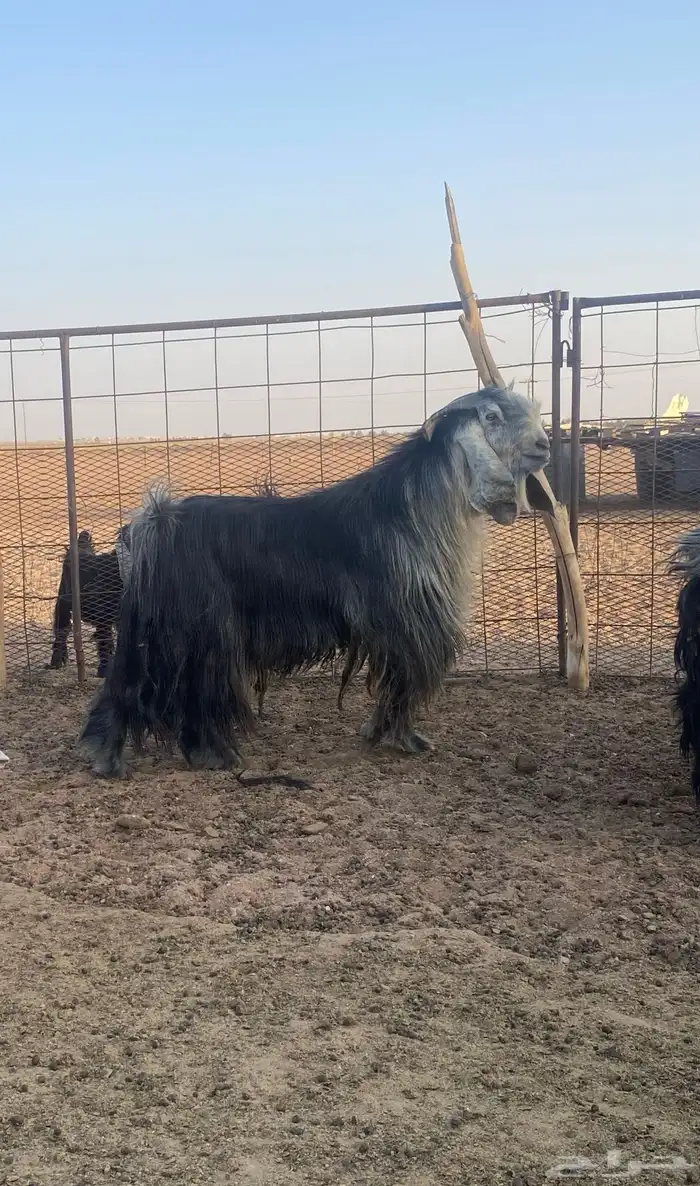 للبيع تيس عارضي 2
