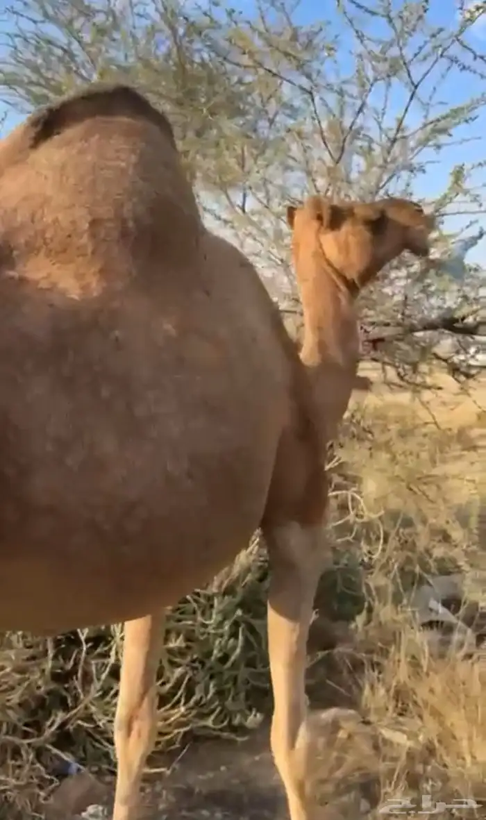 للبيع ناقه ساحليه لقحه 4