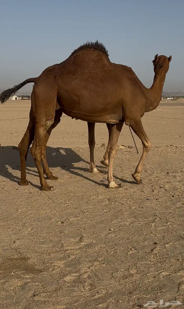 بكار سواحل لقحات حمر خوات بعض 6