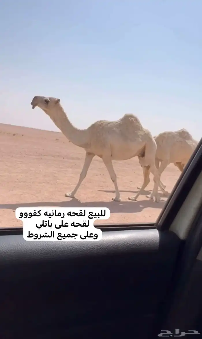 للبيع النياق الضرايب والقحات طيبه 2