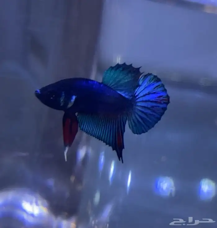 betta fish. دكور سمك بيتا (فايتر) 1