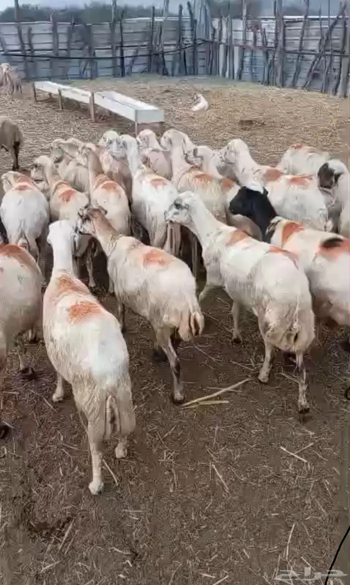 ضان للبيع 4