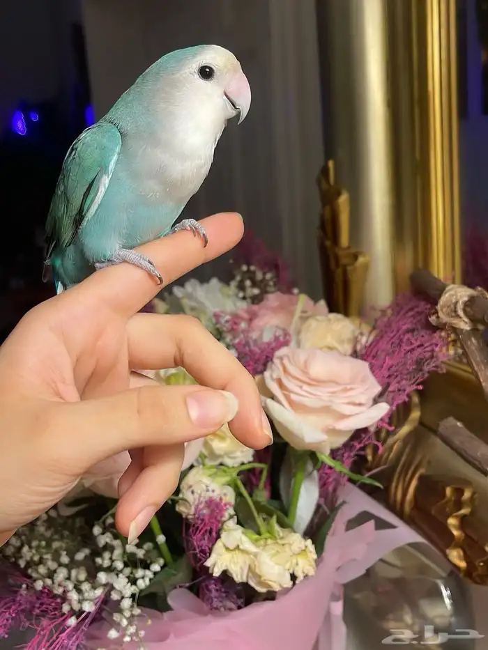 للبيع ببغاء الروز الأليف 10