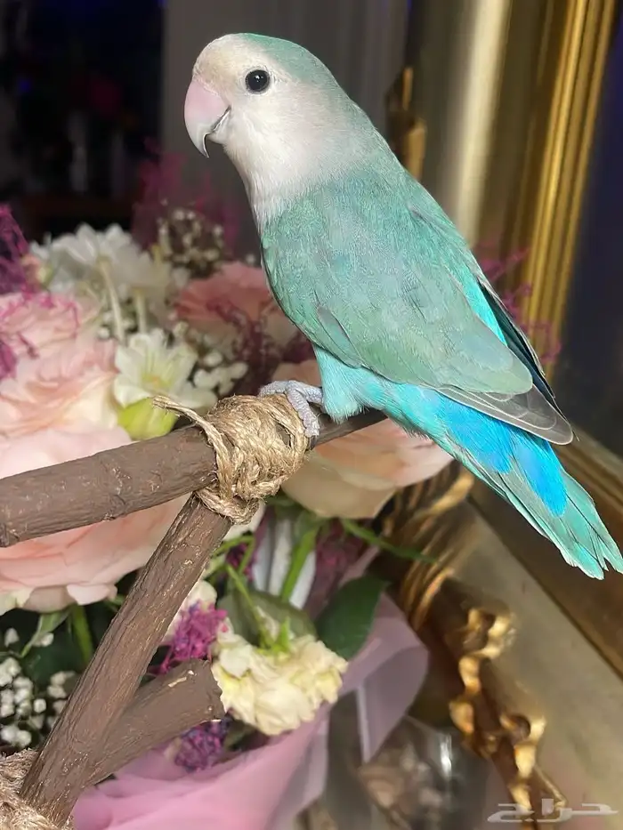 للبيع ببغاء الروز الأليف 7