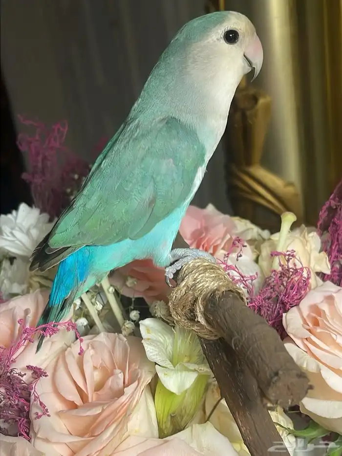 للبيع ببغاء الروز الأليف 1