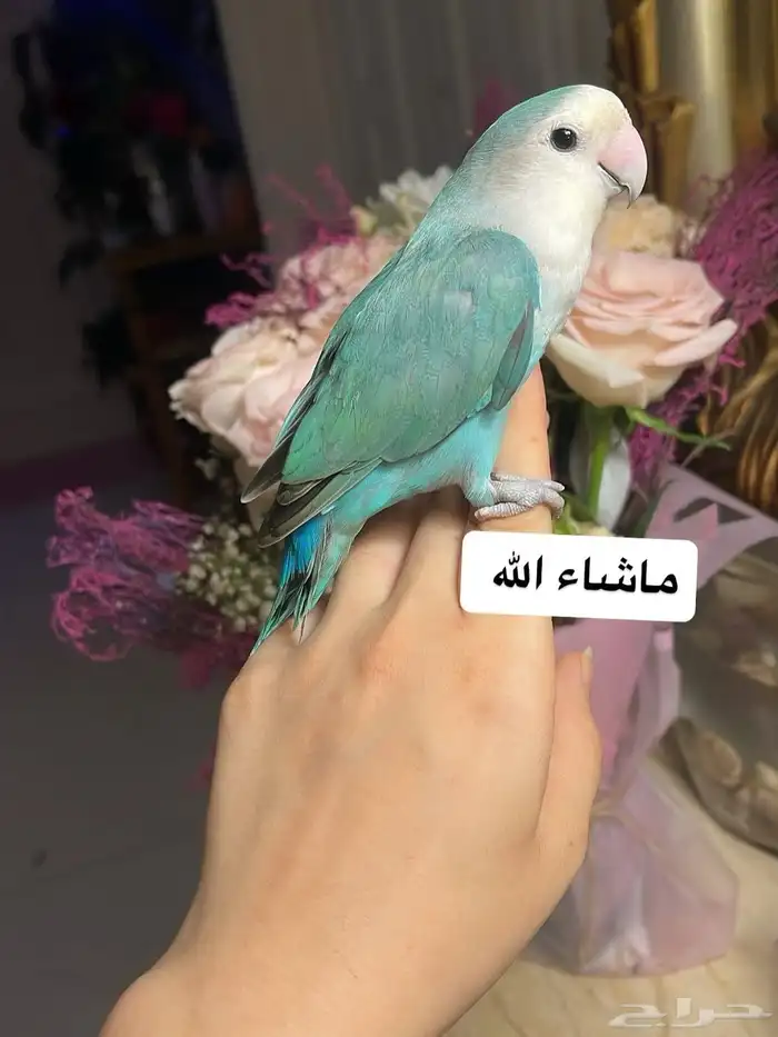 للبيع ببغاء الروز الأليف 2