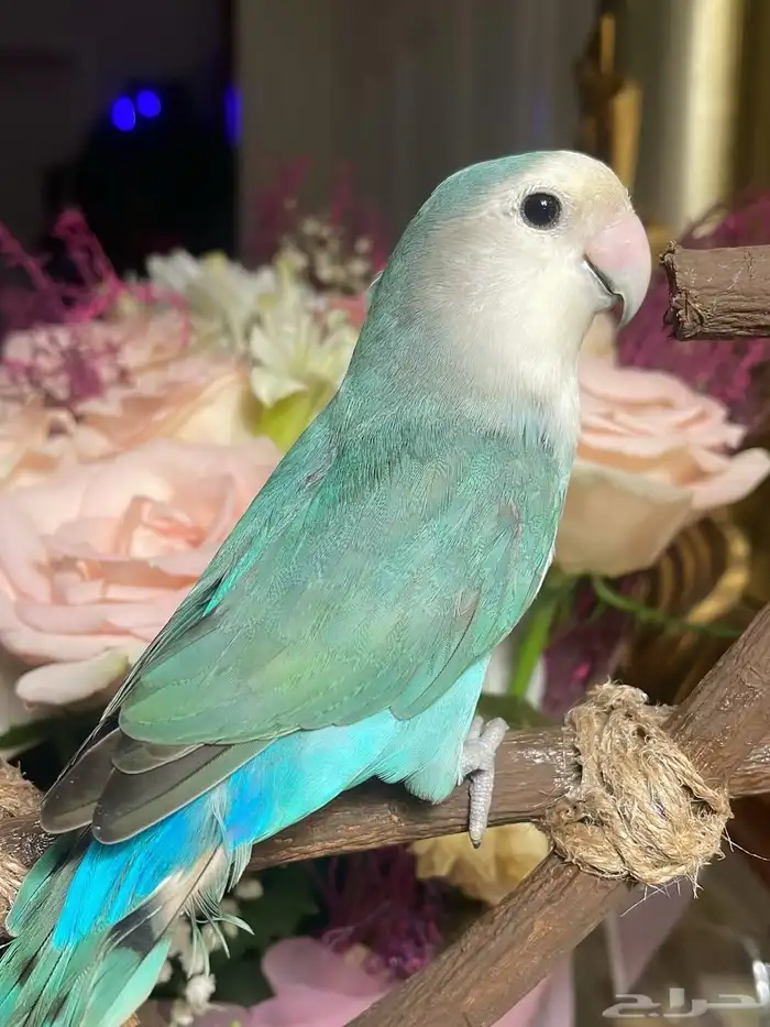 للبيع ببغاء الروز الأليف مناسب للأطفال 7