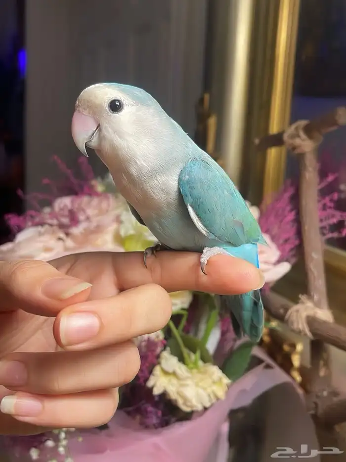للبيع ببغاء الروز الأليف 5