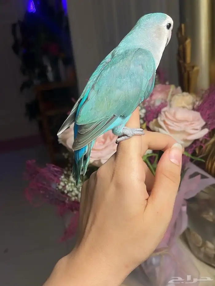 للبيع ببغاء الروز الأليف 0