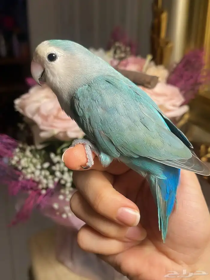 للبيع ببغاء الروز الأليف 6