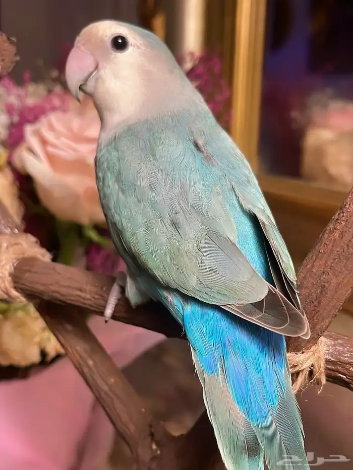 للبيع ببغاء الروز الأليف 9