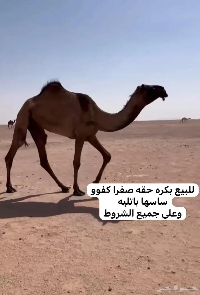 للبيع النياق الضرايب والقحات طيبه 4